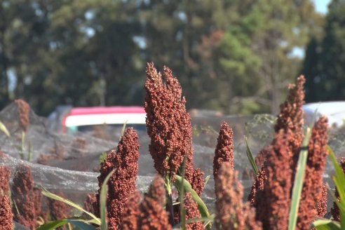 1 Estacion del GIRO DI SORGO de Maizar en la EEA INTA Paraná