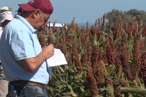 1 Estacion del GIRO DI SORGO de Maizar en la EEA INTA Paraná