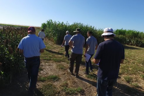 1 Estacion del GIRO DI SORGO de Maizar en la EEA INTA Paraná