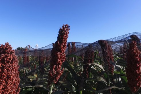 1 Estacion del GIRO DI SORGO de Maizar en la EEA INTA Paraná