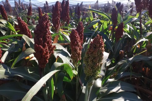 1 Estacion del GIRO DI SORGO de Maizar en la EEA INTA Paraná