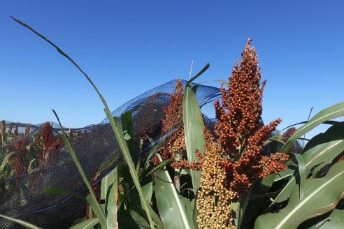 1 Estacion del GIRO DI SORGO de Maizar en la EEA INTA Paraná