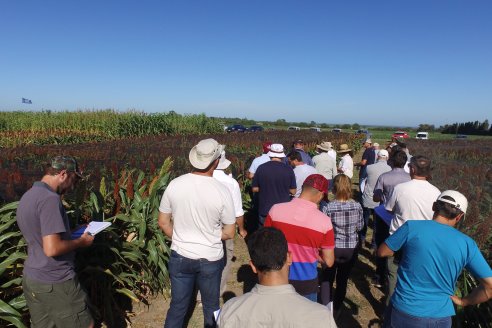 1 Estacion del GIRO DI SORGO de Maizar en la EEA INTA Paraná