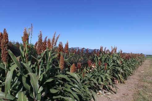 1 Estacion del GIRO DI SORGO de Maizar en la EEA INTA Paraná