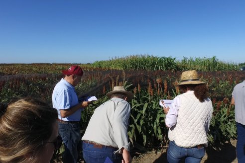 1 Estacion del GIRO DI SORGO de Maizar en la EEA INTA Paraná