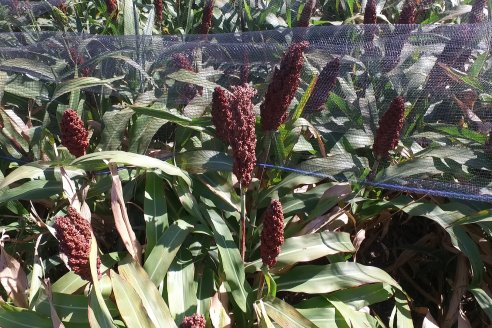 1 Estacion del GIRO DI SORGO de Maizar en la EEA INTA Paraná