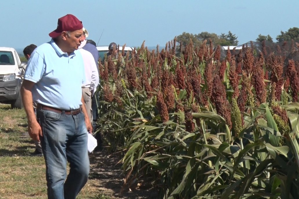 En la Bolsa indican que el 92% del cultivo evoluciona muy bien. Foto ilustrativa