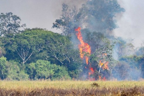 Incendios: recién dos años después, Corrientes muestra signos claros de recuperación ambiental