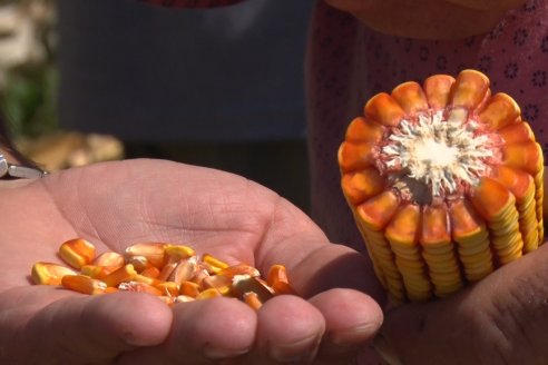 Reducen en otros dos millones de toneladas la producción maicera