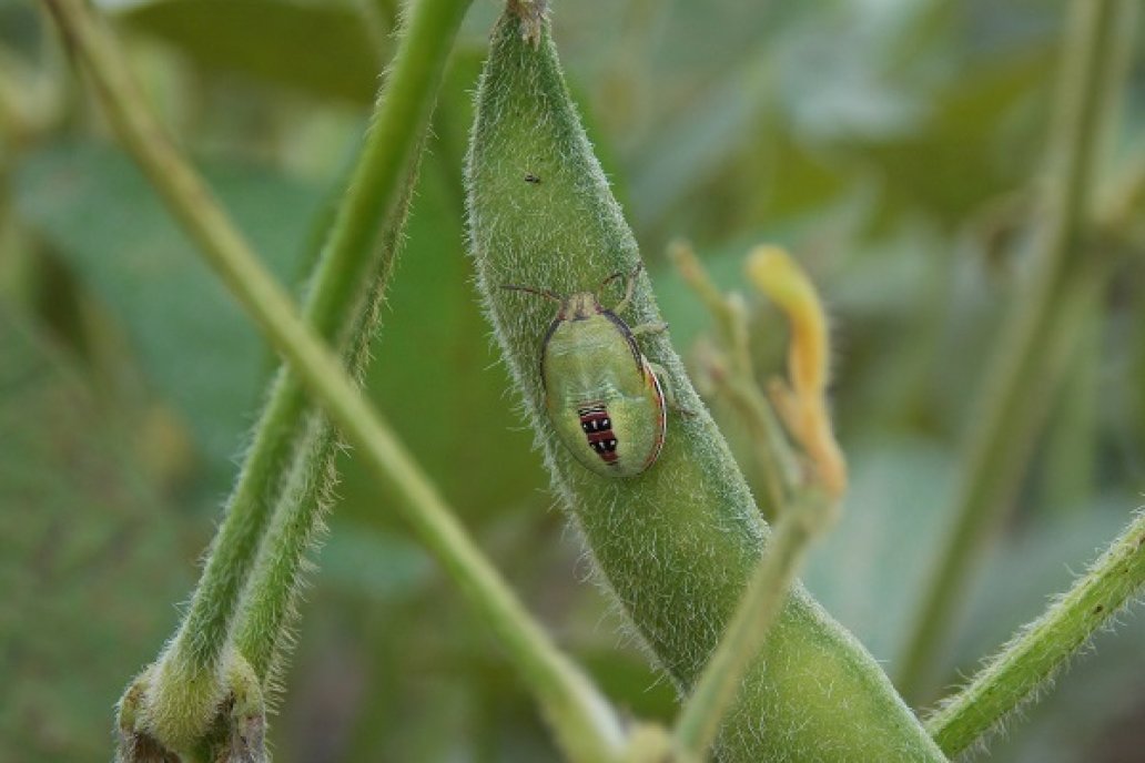 Starkle: el insecticida para controlar las chinches en el cultivo de soja. Starkle: el insecticida para controlar las chinches en el cultivo de soja.