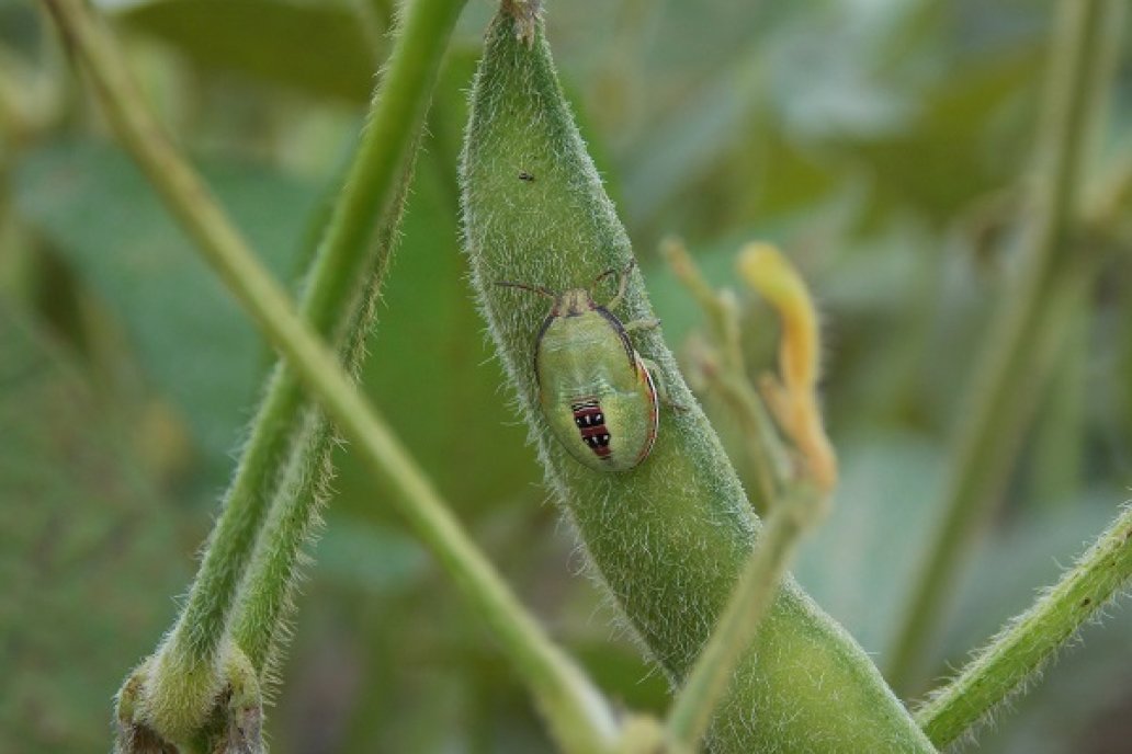 Starkle: el insecticida para controlar las chinches en el cultivo de soja.