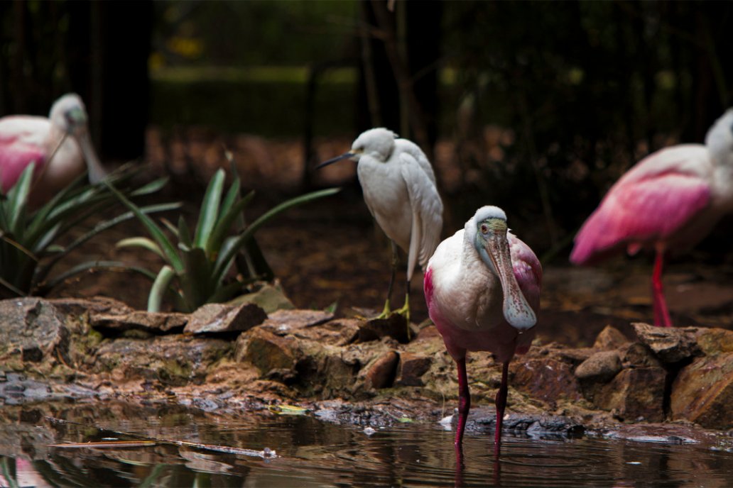 Aves silvestres enfermas son transmisores del flagelo que apareció en Canadá