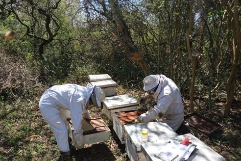 Llega la asistencia a productores apícolas