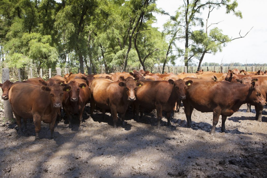 Los movimientos de animales quedaron restringidos en el campo de destino.