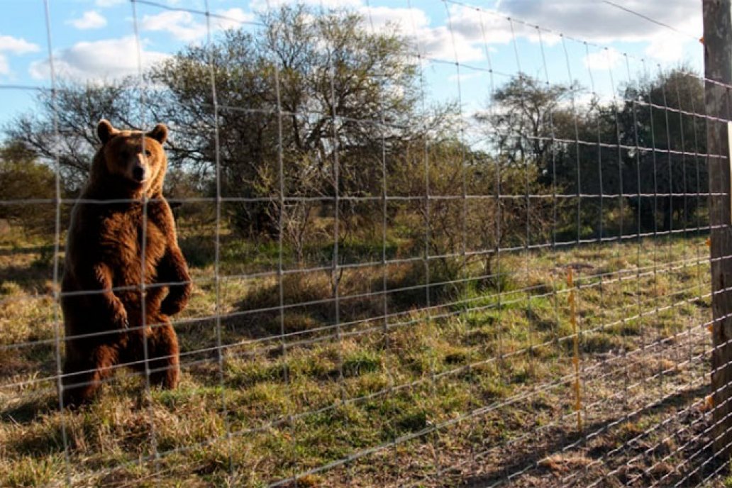 El oso vive sus días en el santuario que gestiona Paccot con apoyo de Cabandie.