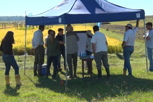 Ensayos experimentales de productividad y eficiencia en el cultivo de arroz de Stoller en INTA C.del Uruguay