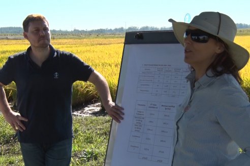 Ensayos experimentales de productividad y eficiencia en el cultivo de arroz de Stoller en INTA C.del Uruguay