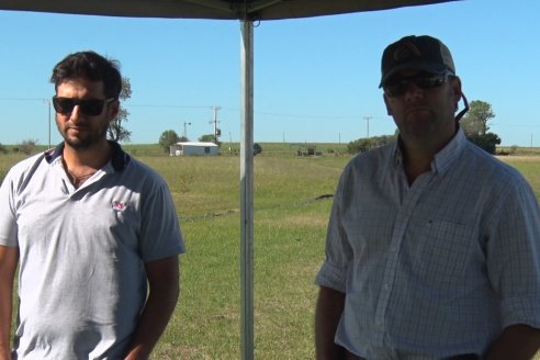 Ensayos experimentales de productividad y eficiencia en el cultivo de arroz de Stoller en INTA C.del Uruguay