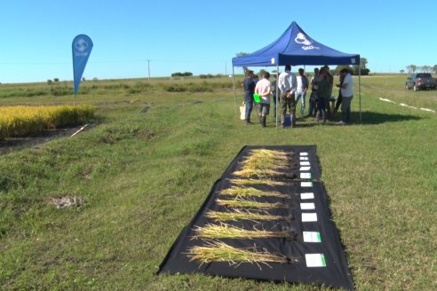 Ensayos experimentales de productividad y eficiencia en el cultivo de arroz de Stoller en INTA C.del Uruguay