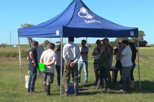 Ensayos experimentales de productividad y eficiencia en el cultivo de arroz de Stoller en INTA C.del Uruguay