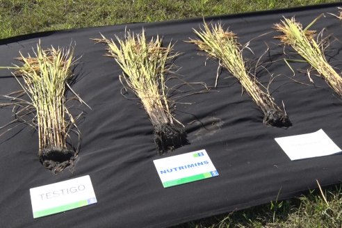 Ensayos experimentales de productividad y eficiencia en el cultivo de arroz de Stoller en INTA C.del Uruguay