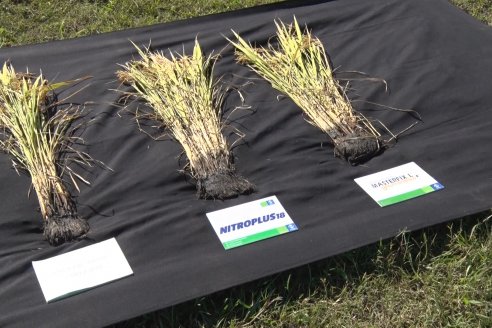 Ensayos experimentales de productividad y eficiencia en el cultivo de arroz de Stoller en INTA C.del Uruguay