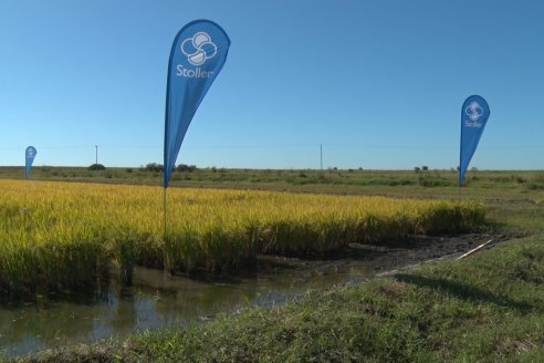 Ensayos experimentales de productividad y eficiencia en el cultivo de arroz de Stoller en INTA C.del Uruguay