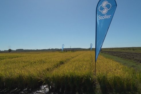 Ensayos experimentales de productividad y eficiencia en el cultivo de arroz de Stoller en INTA C.del Uruguay