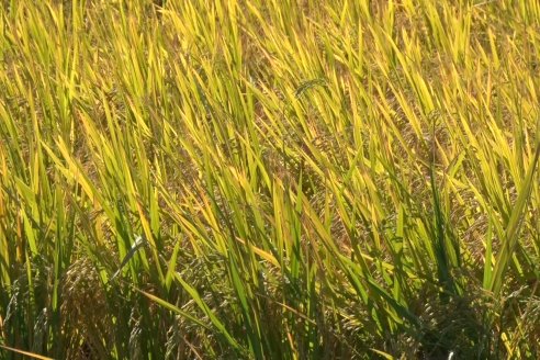 Ensayos experimentales de productividad y eficiencia en el cultivo de arroz de Stoller en INTA C.del Uruguay