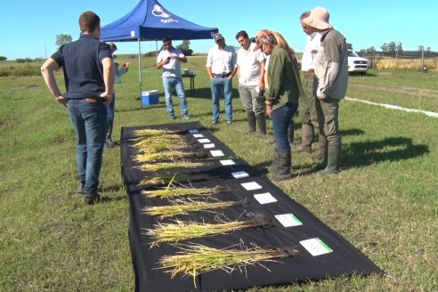 Ensayos experimentales de productividad y eficiencia en el cultivo de arroz de Stoller en INTA C.del Uruguay