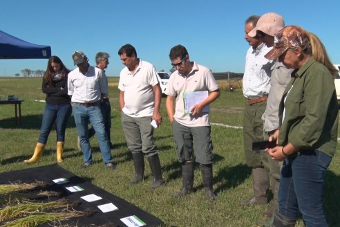 Ensayos experimentales de productividad y eficiencia en el cultivo de arroz de Stoller en INTA C.del Uruguay