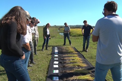 Ensayos experimentales de productividad y eficiencia en el cultivo de arroz de Stoller en INTA C.del Uruguay