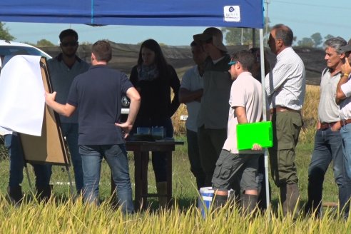 Ensayos experimentales de productividad y eficiencia en el cultivo de arroz de Stoller en INTA C.del Uruguay