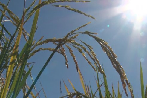 Ensayos experimentales de productividad y eficiencia en el cultivo de arroz de Stoller en INTA C.del Uruguay