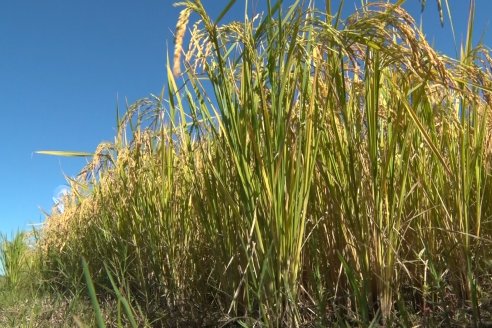 Ensayos experimentales de productividad y eficiencia en el cultivo de arroz de Stoller en INTA C.del Uruguay