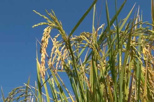 Ensayos experimentales de productividad y eficiencia en el cultivo de arroz de Stoller en INTA C.del Uruguay