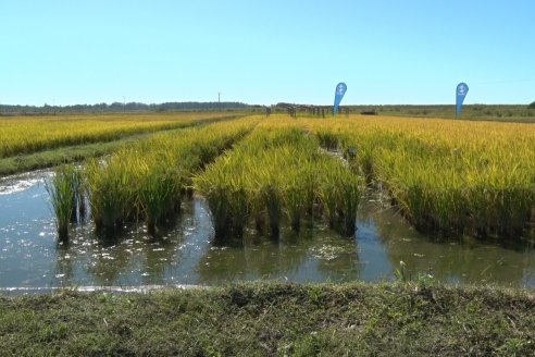 Ensayos experimentales de productividad y eficiencia en el cultivo de arroz de Stoller en INTA C.del Uruguay