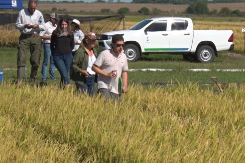 Ensayos experimentales de productividad y eficiencia en el cultivo de arroz de Stoller en INTA C.del Uruguay