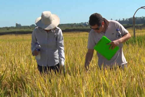 Ensayos experimentales de productividad y eficiencia en el cultivo de arroz de Stoller en INTA C.del Uruguay