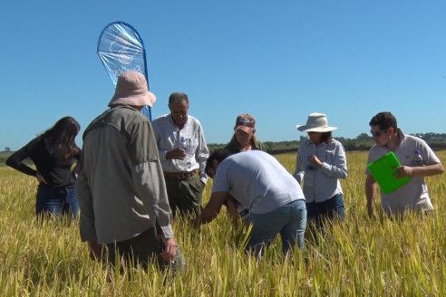 Ensayos experimentales de productividad y eficiencia en el cultivo de arroz de Stoller en INTA C.del Uruguay