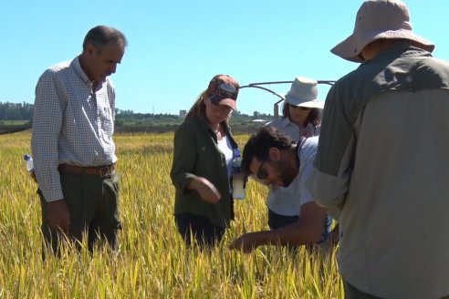 Ensayos experimentales de productividad y eficiencia en el cultivo de arroz de Stoller en INTA C.del Uruguay