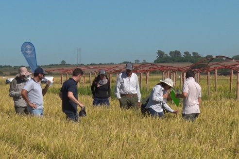 Ensayos experimentales de productividad y eficiencia en el cultivo de arroz de Stoller en INTA C.del Uruguay