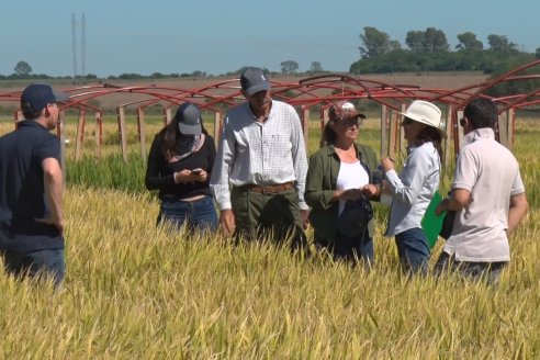 Ensayos experimentales de productividad y eficiencia en el cultivo de arroz de Stoller en INTA C.del Uruguay