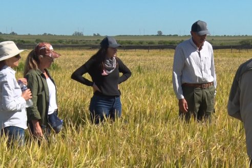 Ensayos experimentales de productividad y eficiencia en el cultivo de arroz de Stoller en INTA C.del Uruguay