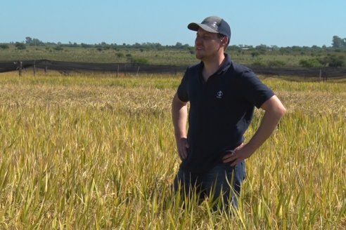 Ensayos experimentales de productividad y eficiencia en el cultivo de arroz de Stoller en INTA C.del Uruguay