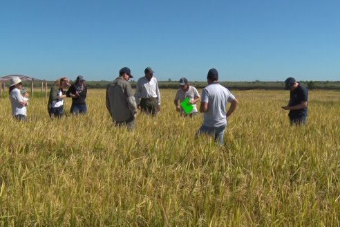 Ensayos experimentales de productividad y eficiencia en el cultivo de arroz de Stoller en INTA C.del Uruguay