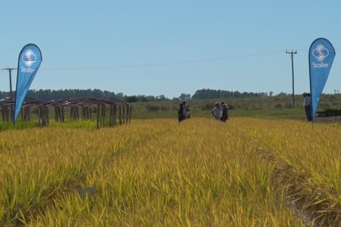 Ensayos experimentales de productividad y eficiencia en el cultivo de arroz de Stoller en INTA C.del Uruguay