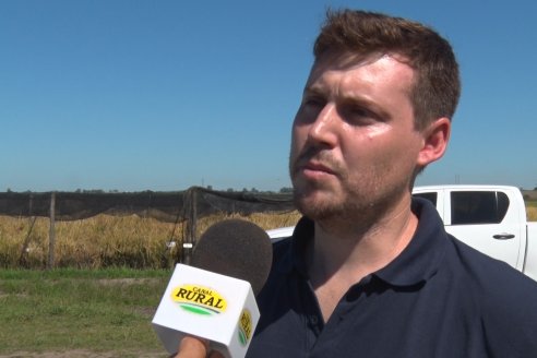 Ensayos experimentales de productividad y eficiencia en el cultivo de arroz de Stoller en INTA C.del Uruguay