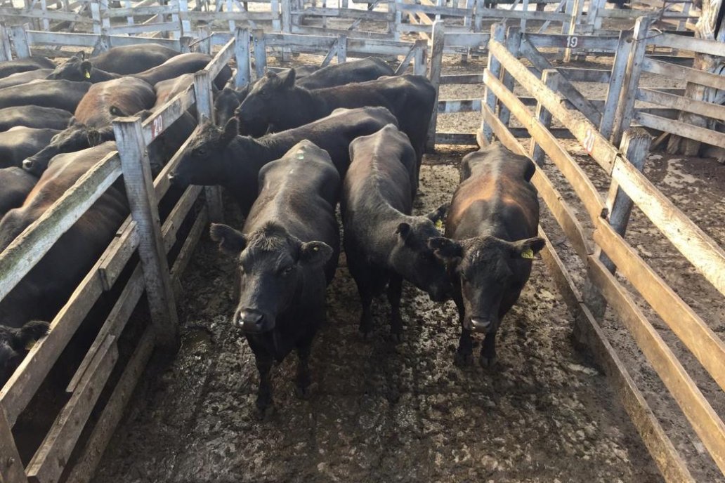 Uno de los últimos lotes en pasar a remate. Foto de Sandra Capocchi.