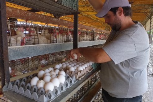 Pollo y huevo, los que menos brecha abren del campo a la góndola